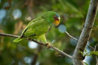 Amazonan belocely - Amazona albifrons - White-fronted Amazon Parrot 3632